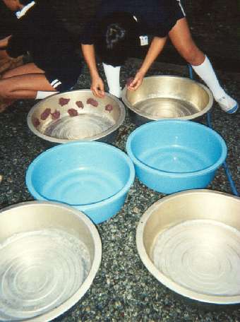 Students dry the kozo in small clumps